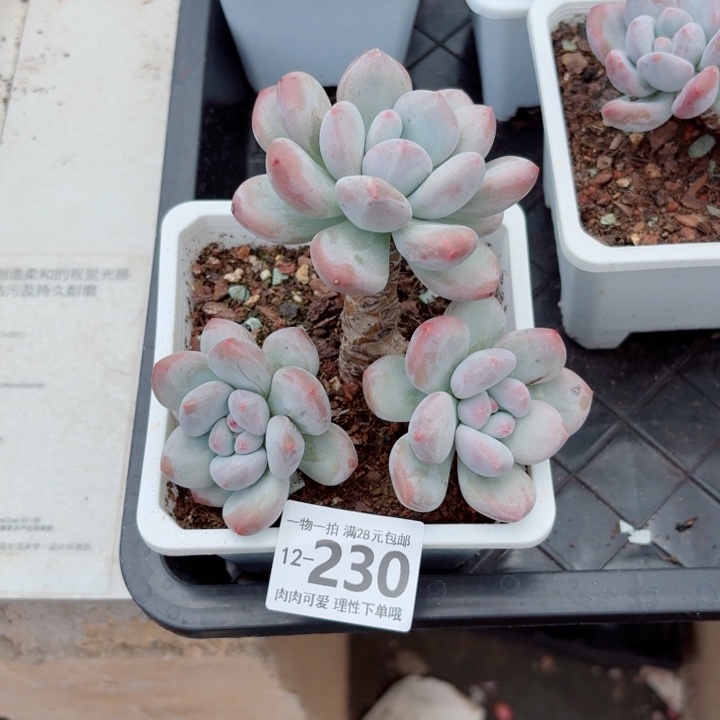 香水多肉多肉多肉多肉多肉