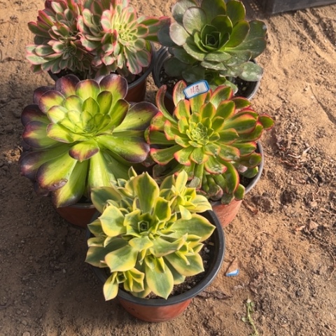 168多肉植物组合