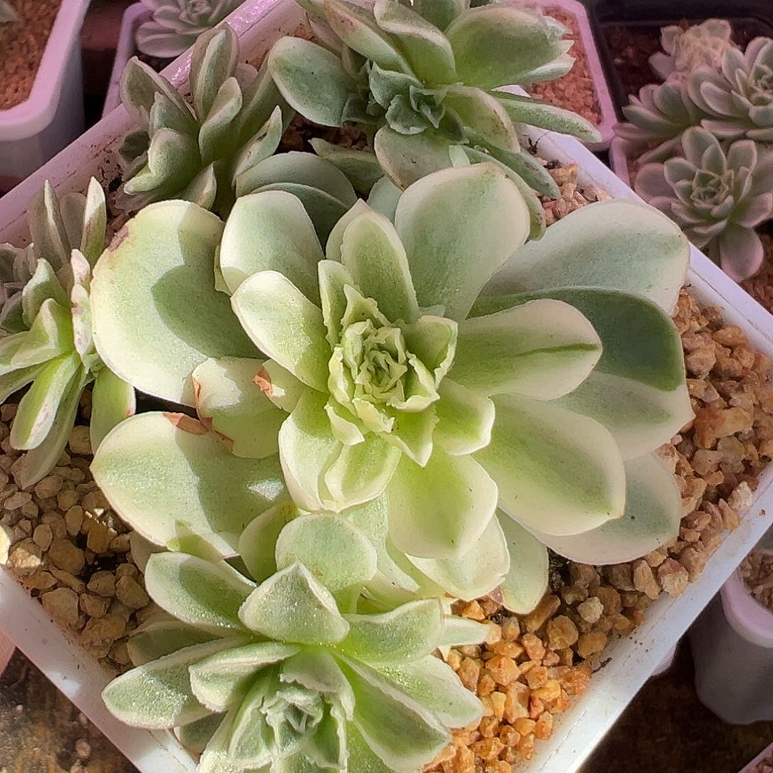 山地玫瑰锦秋夕1223号