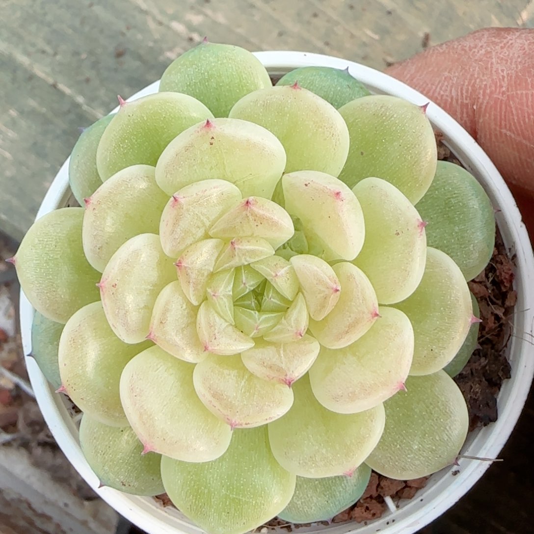 【闪购商品】0206-64（xx-53）