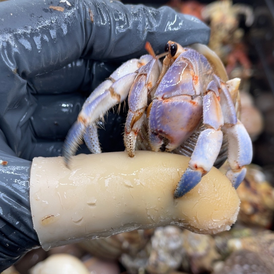 不退不换活体宠物42