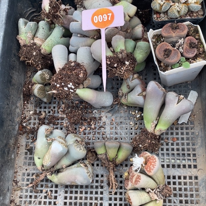 奶***呀生石花0097-00390000