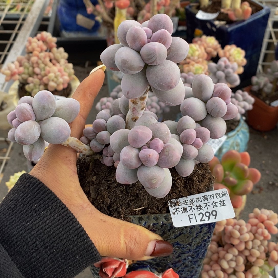 香水手指299/10c m