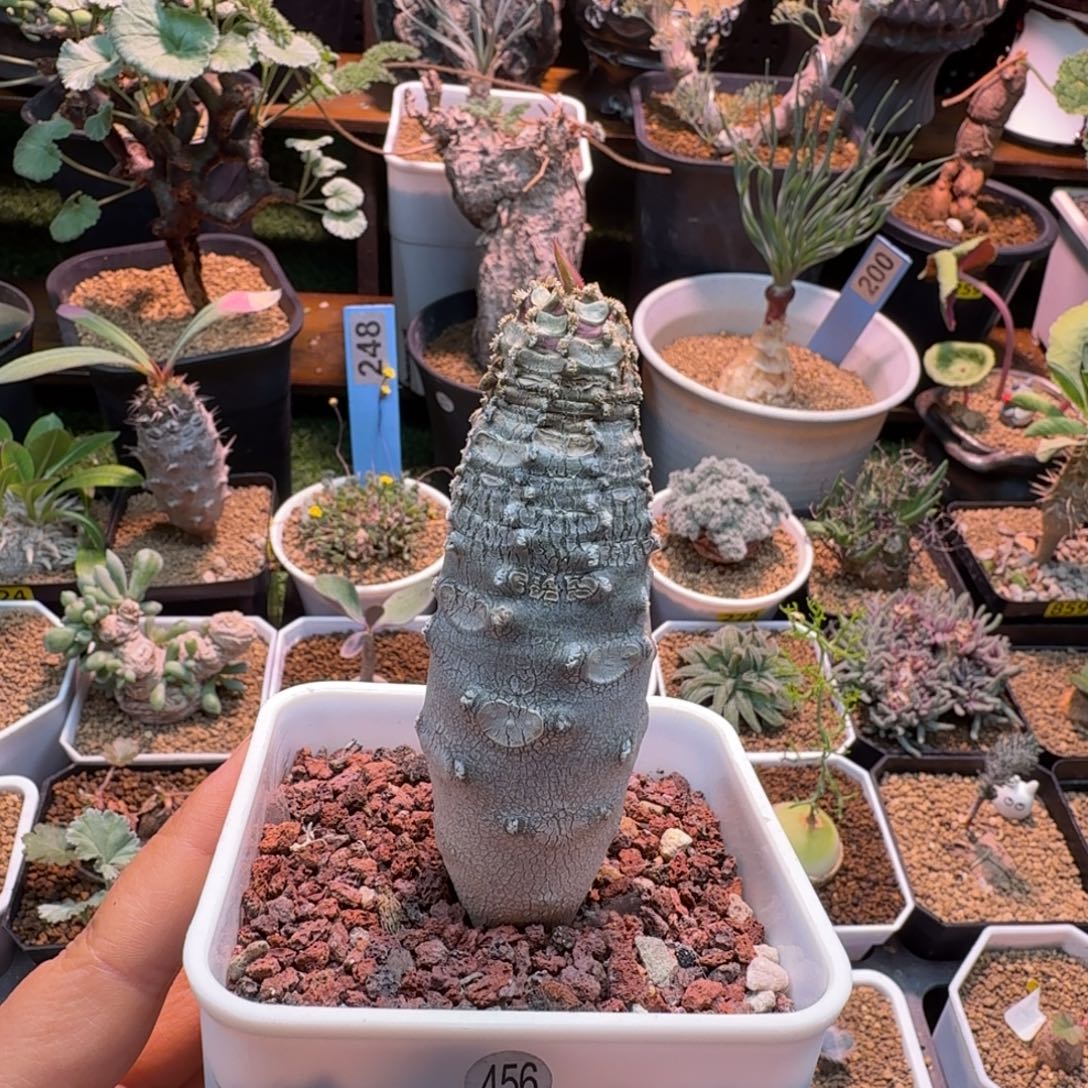 安卡大戟456 仙人掌