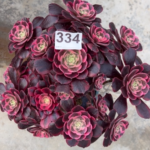 334凤冠25厘米左右