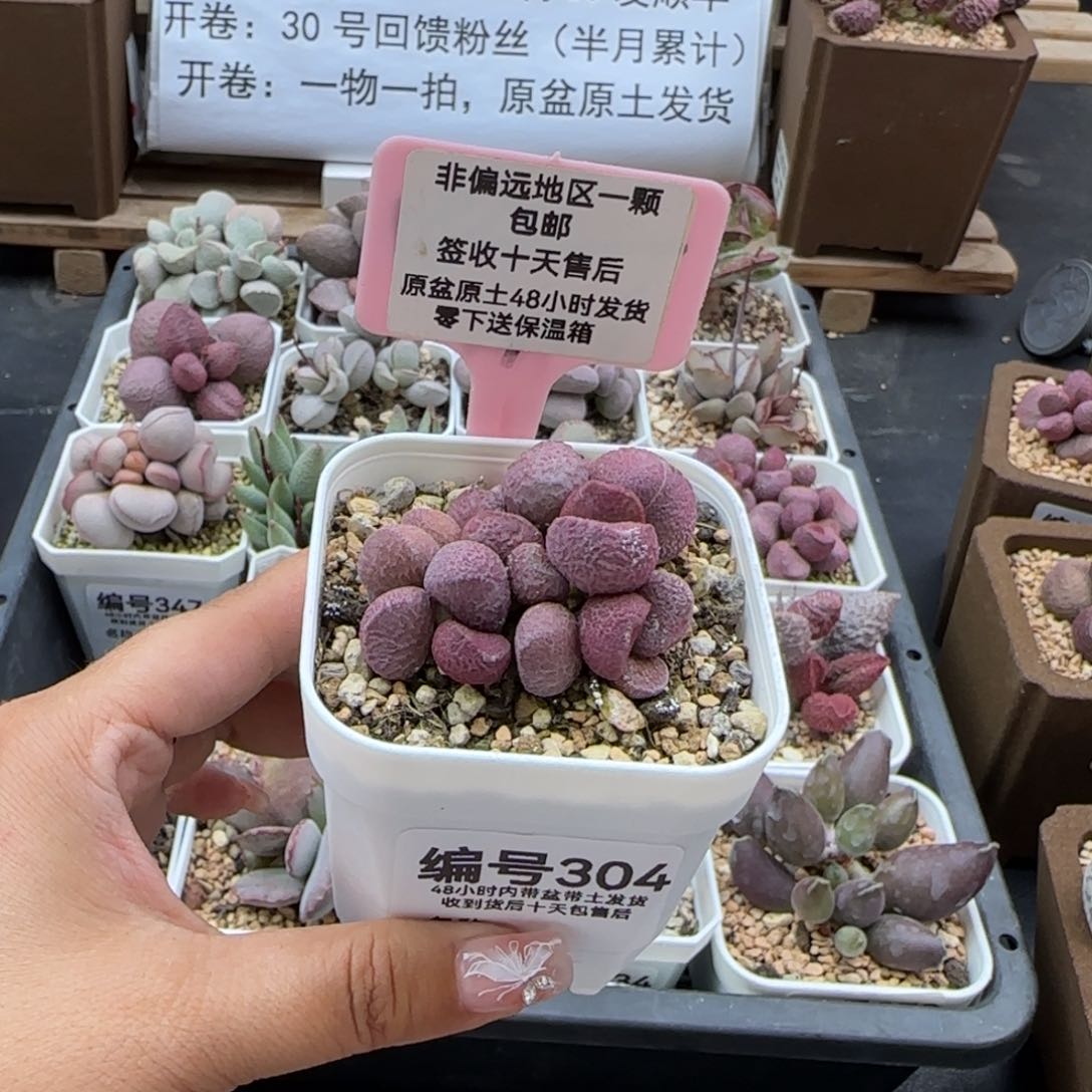 304夏娃多肉植物