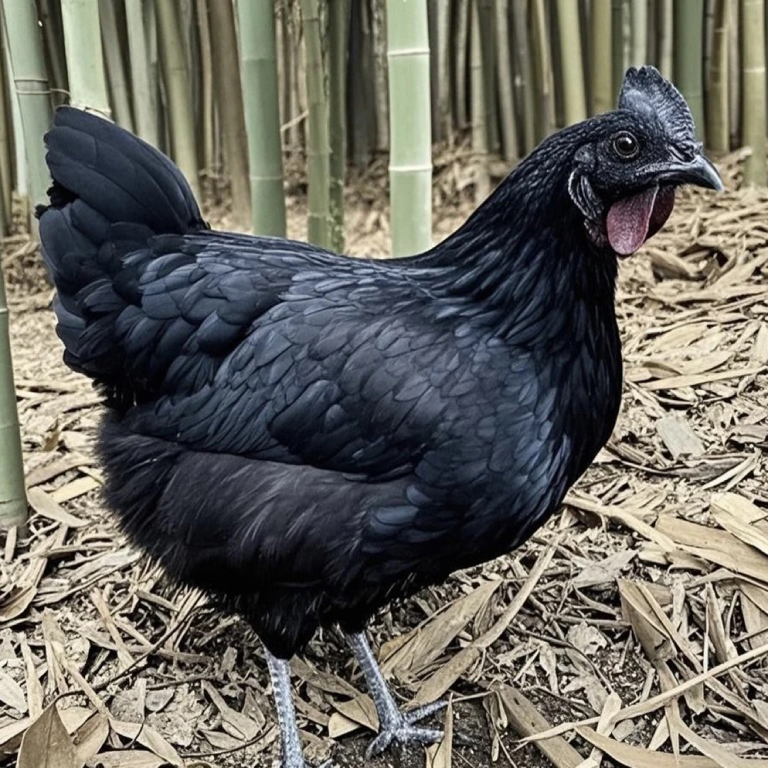 山林间散养五黑鸡绿壳蛋鸡生鲜顺丰包邮