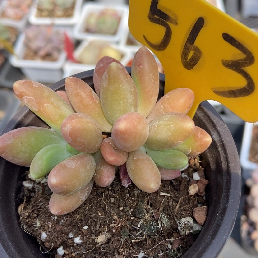 563金蝉多肉植物保护