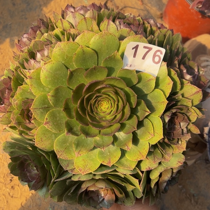 万拉丝多肉植物176