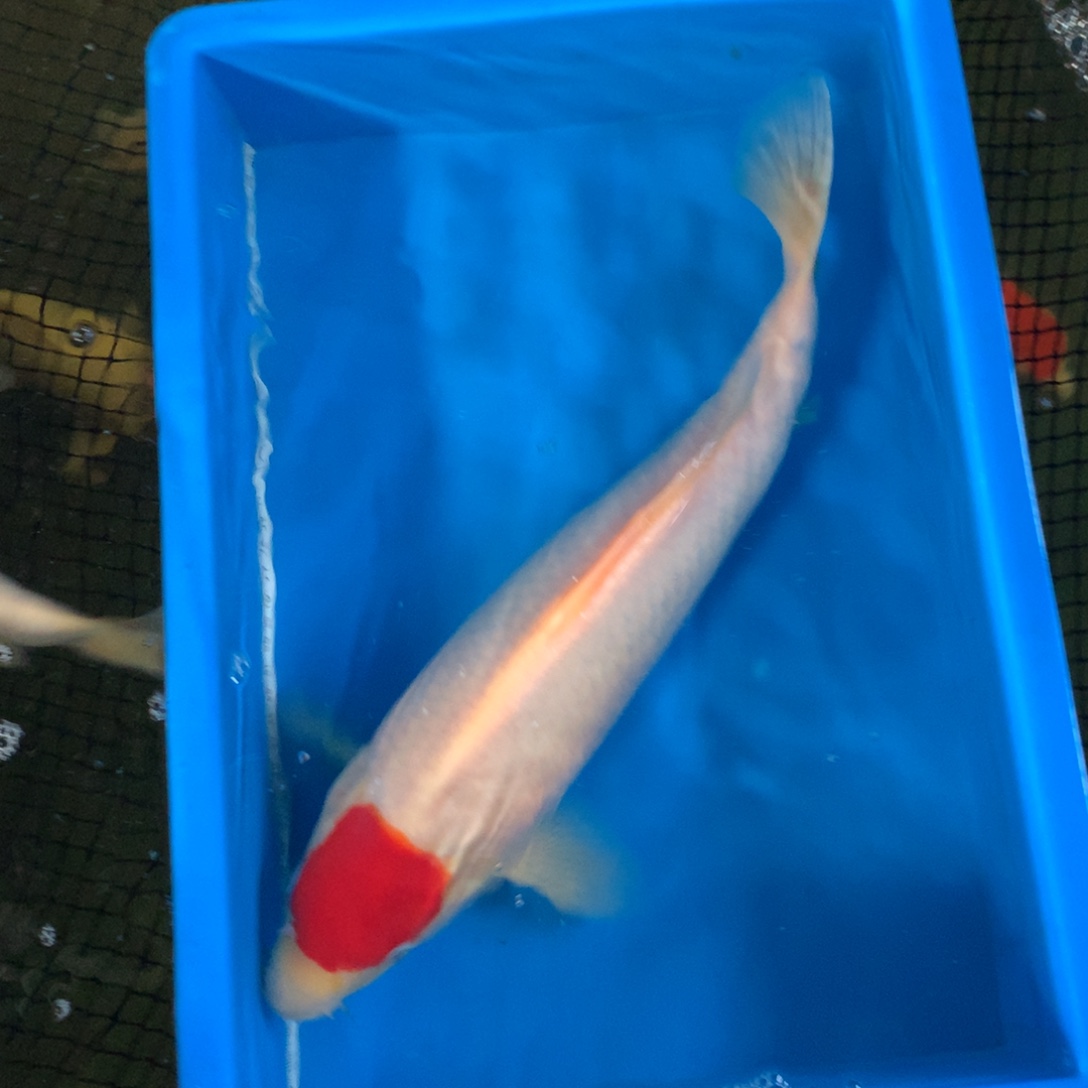 锦鲤粉丝福利竞拍