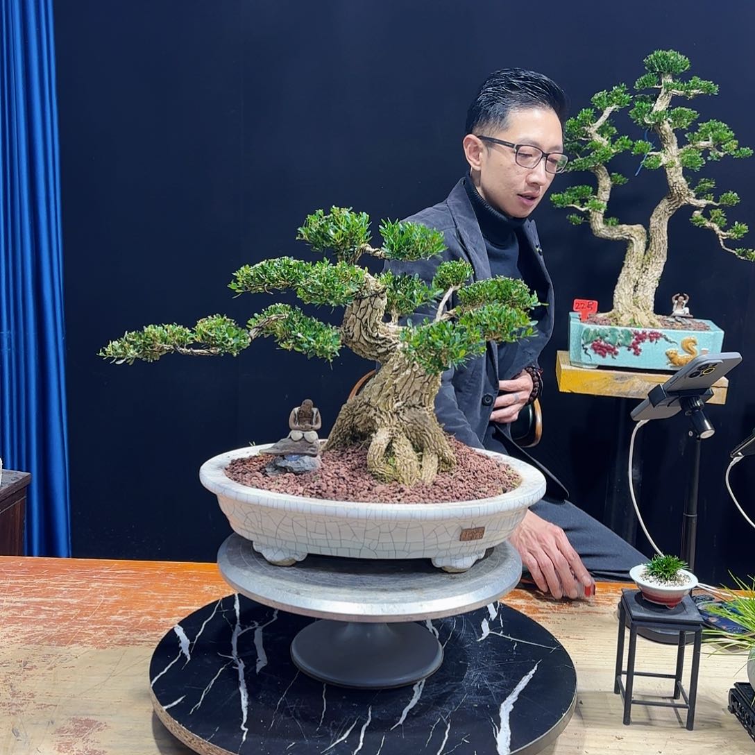 黄杨室内室外盆景艺术