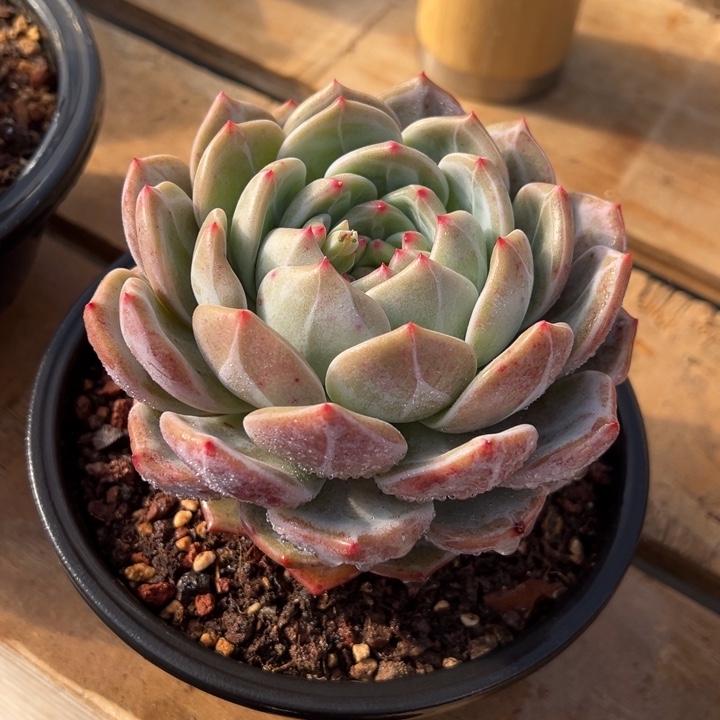 香槟 单头 夏鸣园艺