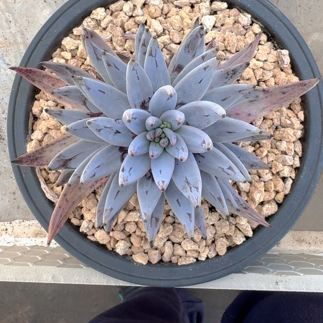 魔爪 单头  一物一拍