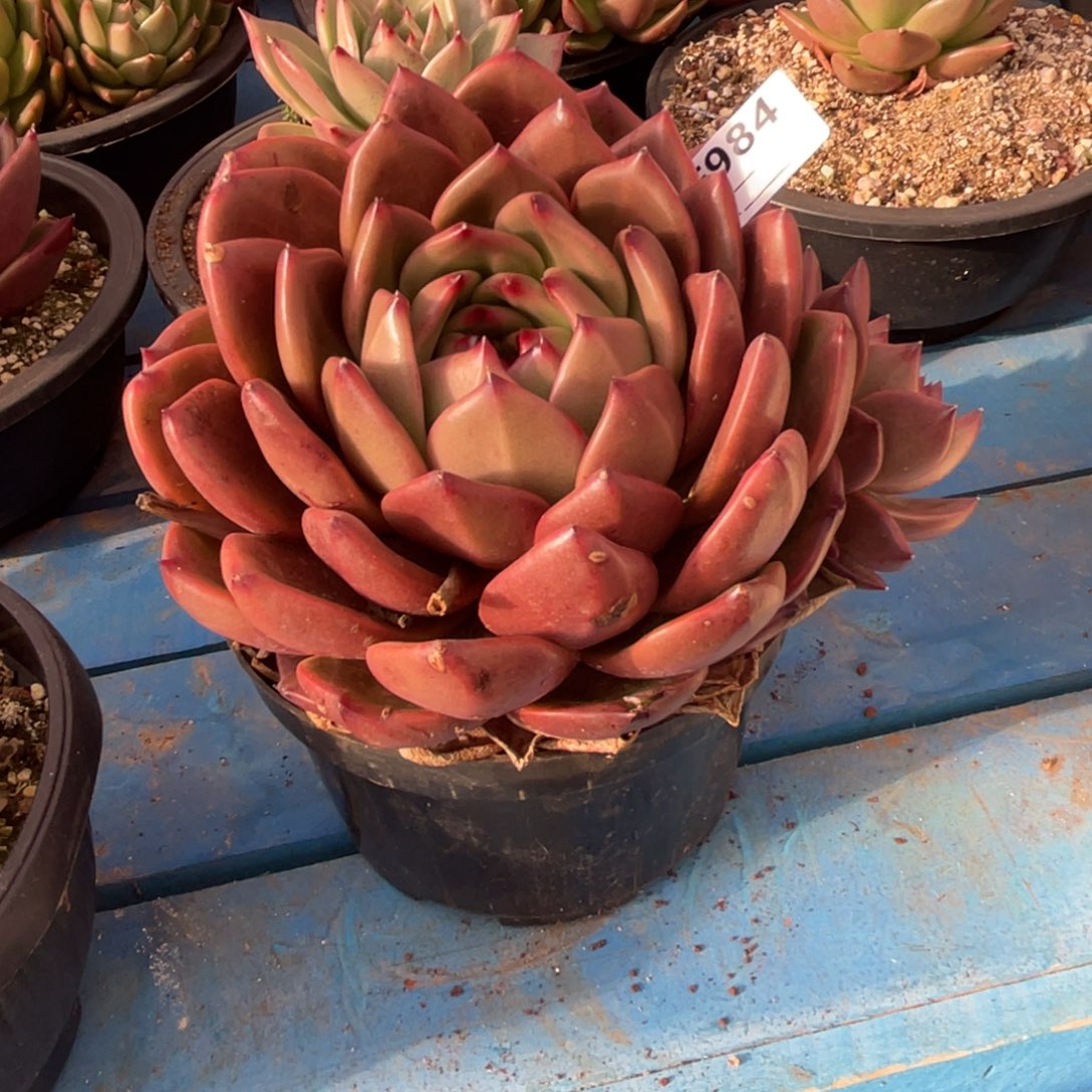 无花朵若如东云组拍E984