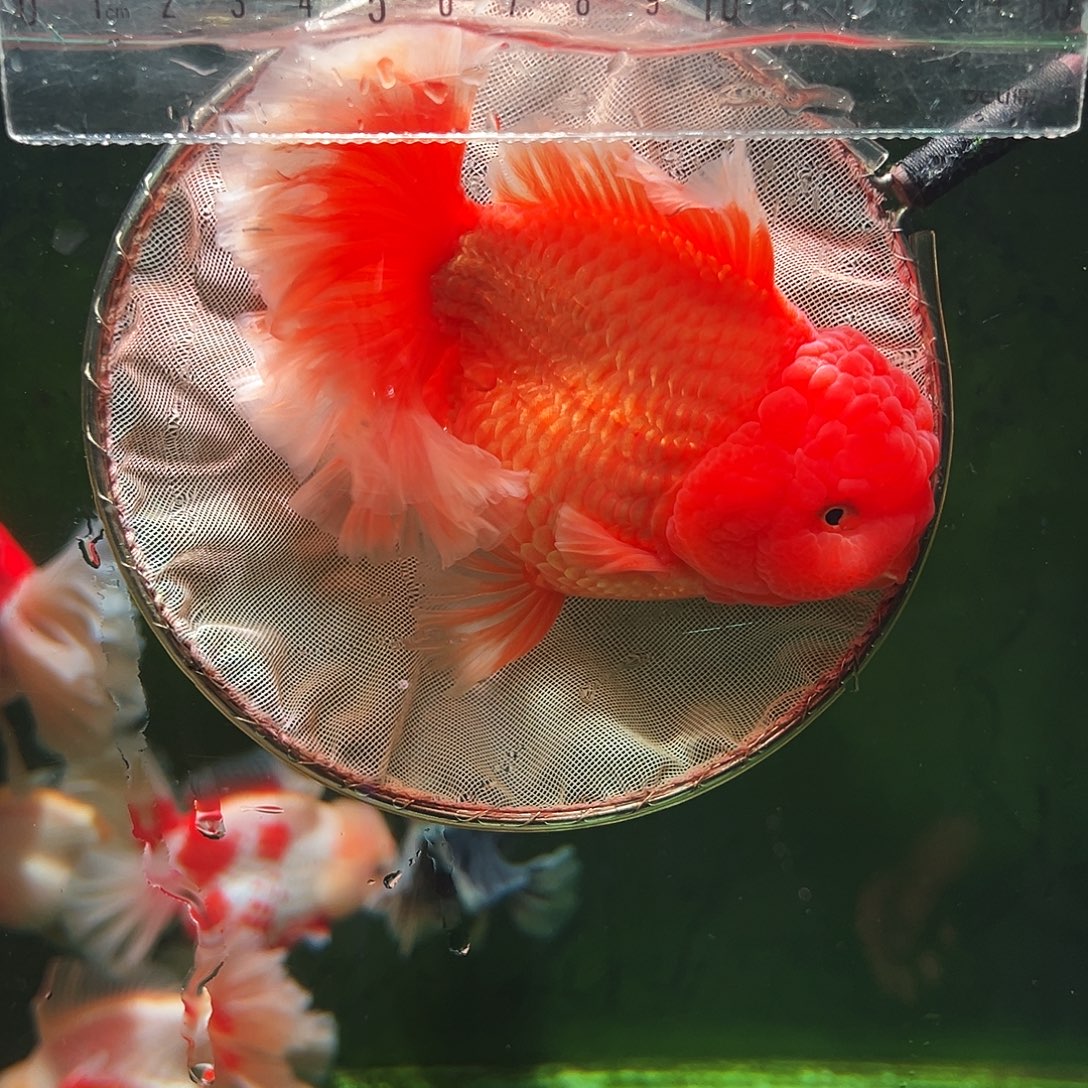 金鱼百褶泰狮冷水金鱼