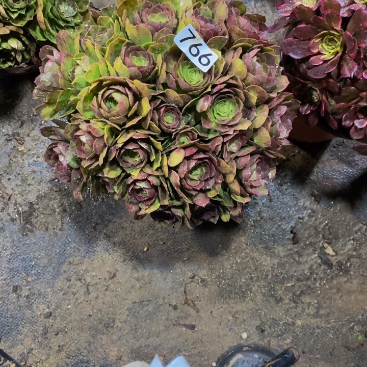 766 万圣节丛林的