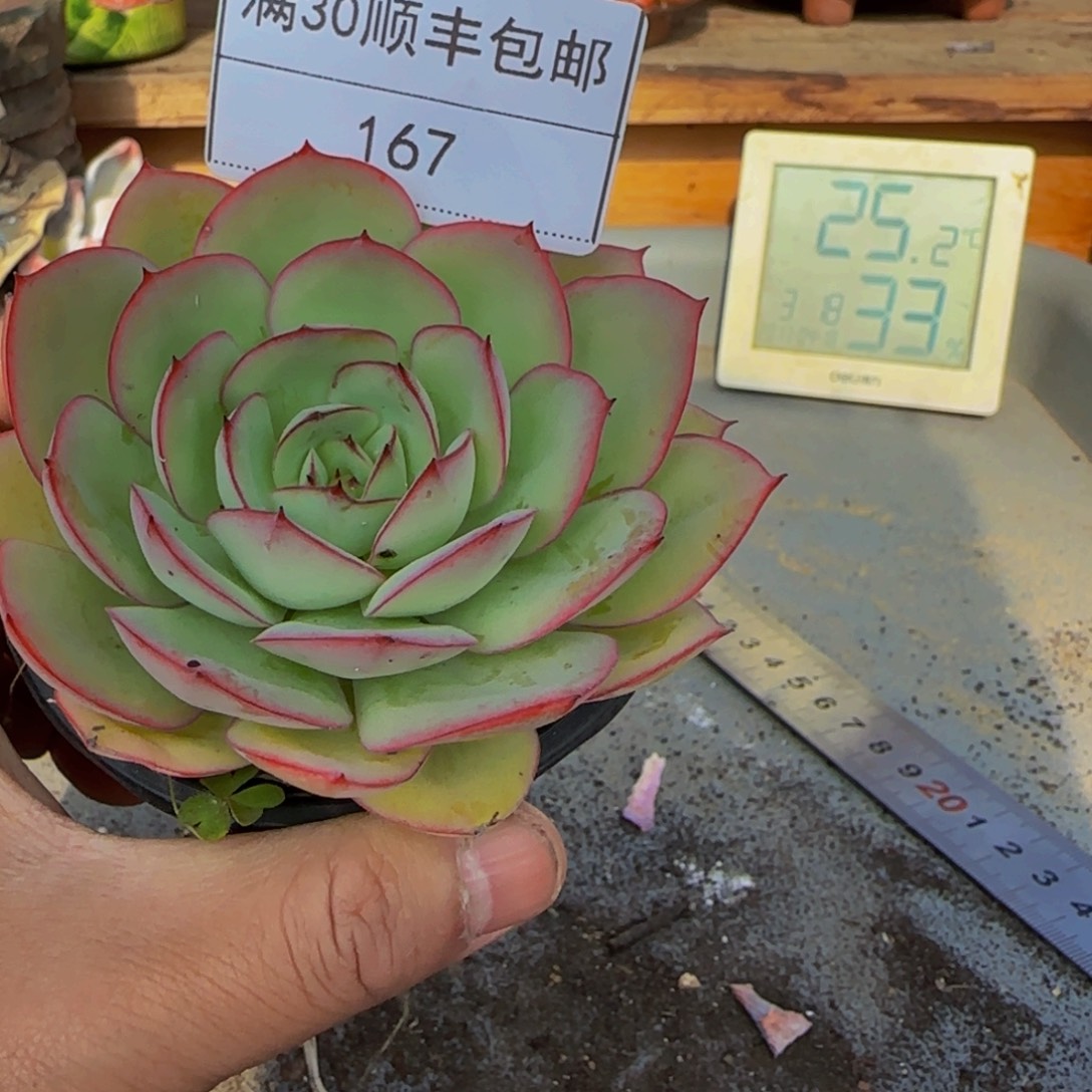 167牡丹亭多肉单头