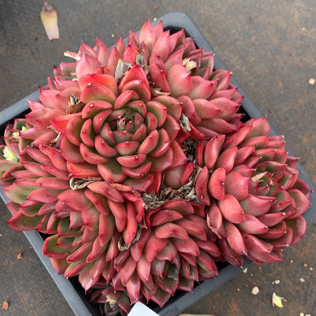 7749杂交精品基地17厘米