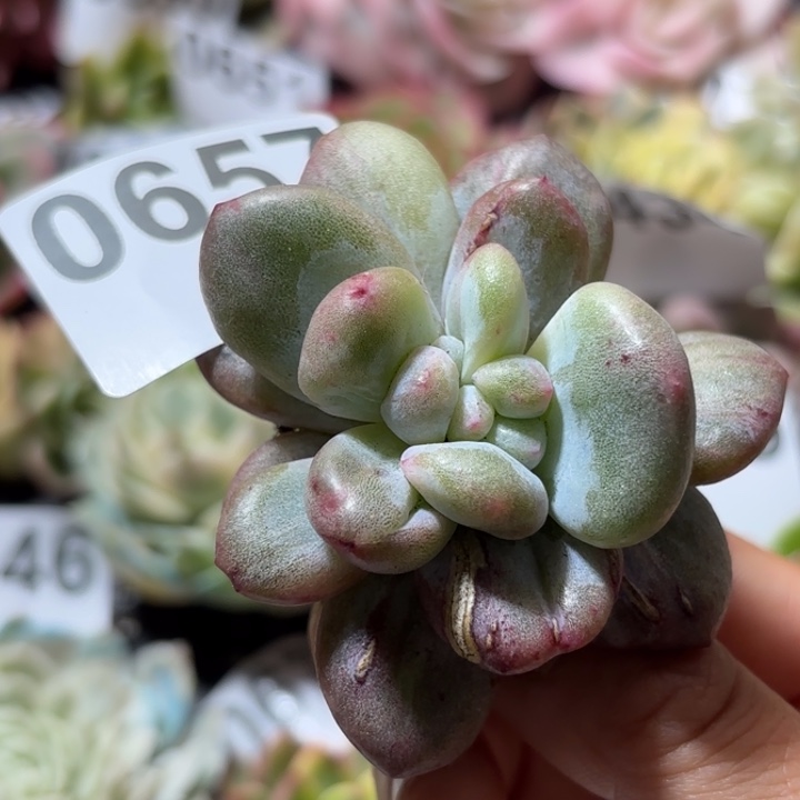 油煎丸子多肉植物满18包邮当场凑单