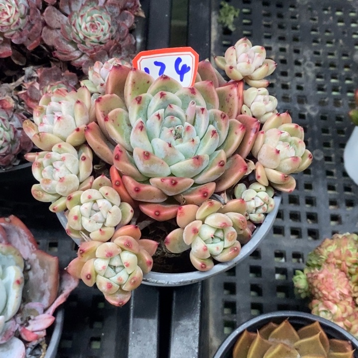 锦**?一物一拍阿尔巴134