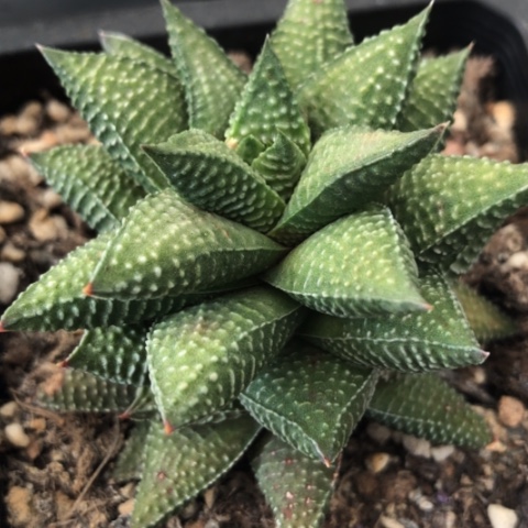 忆*母原始硬叶带盆发货