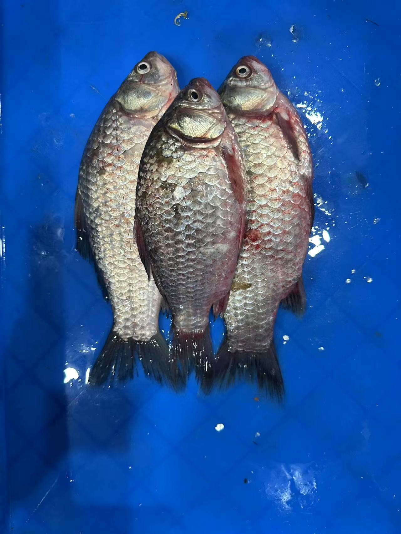 兴凯湖 小鲫鱼  