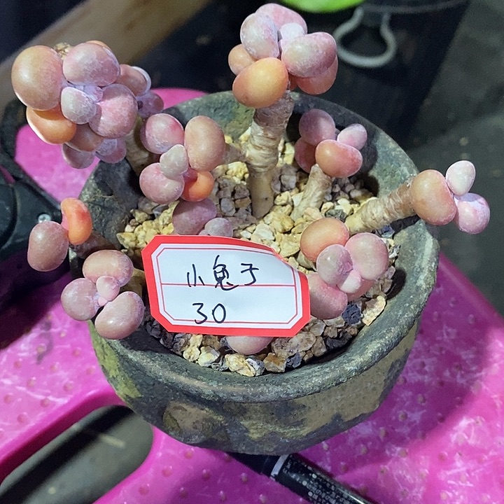 ****！胭脂精品多肉桃蛋