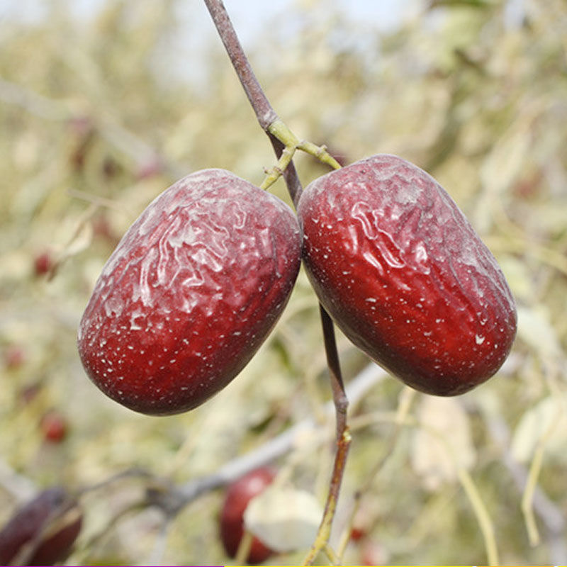 【2025原生态若羌灰枣】新疆灰枣无加工无清洗吊干枣新货原味大果