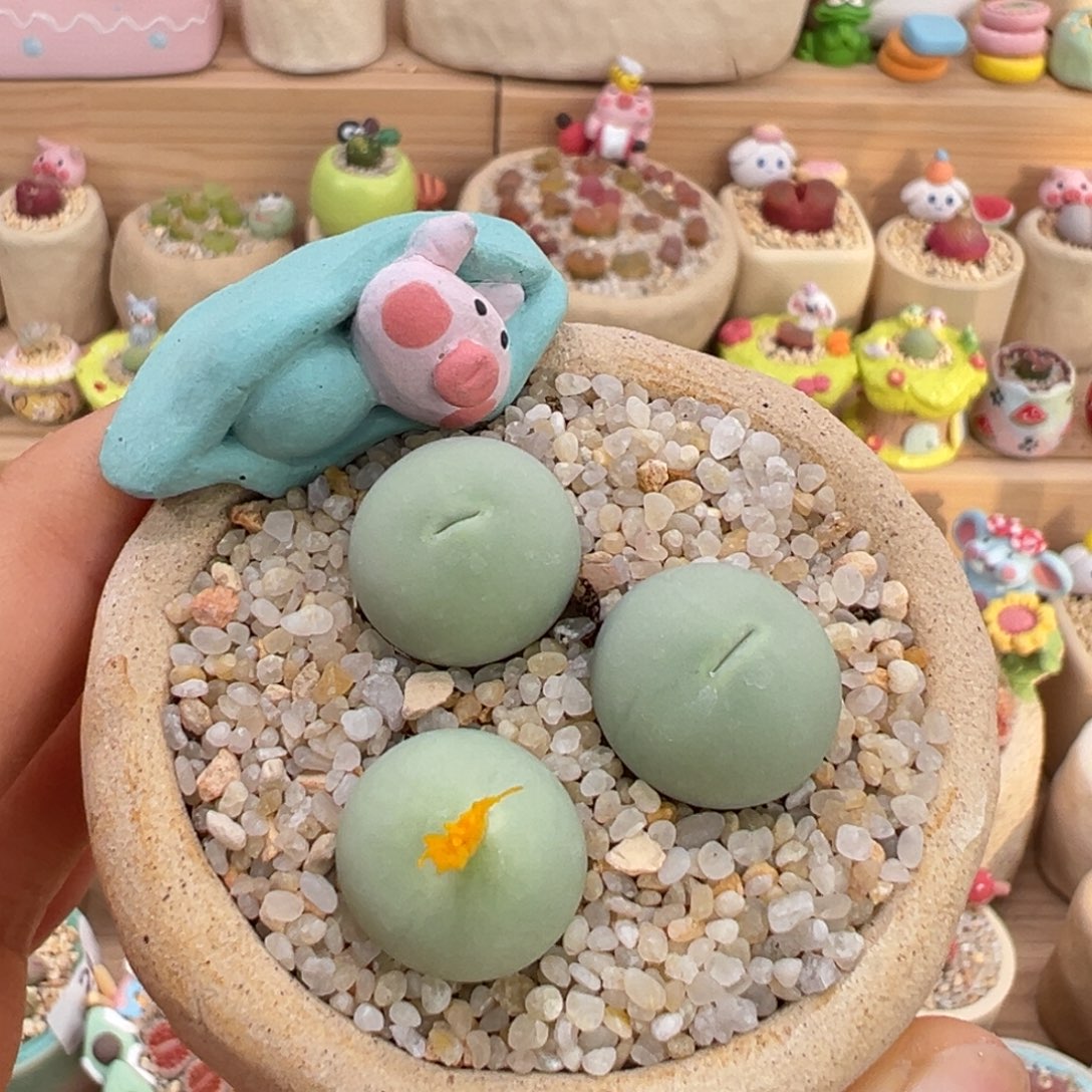 多肉植物25号鸽子蛋