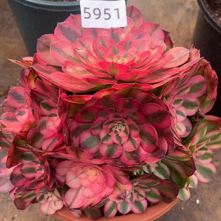 荔枝特价多肉发货