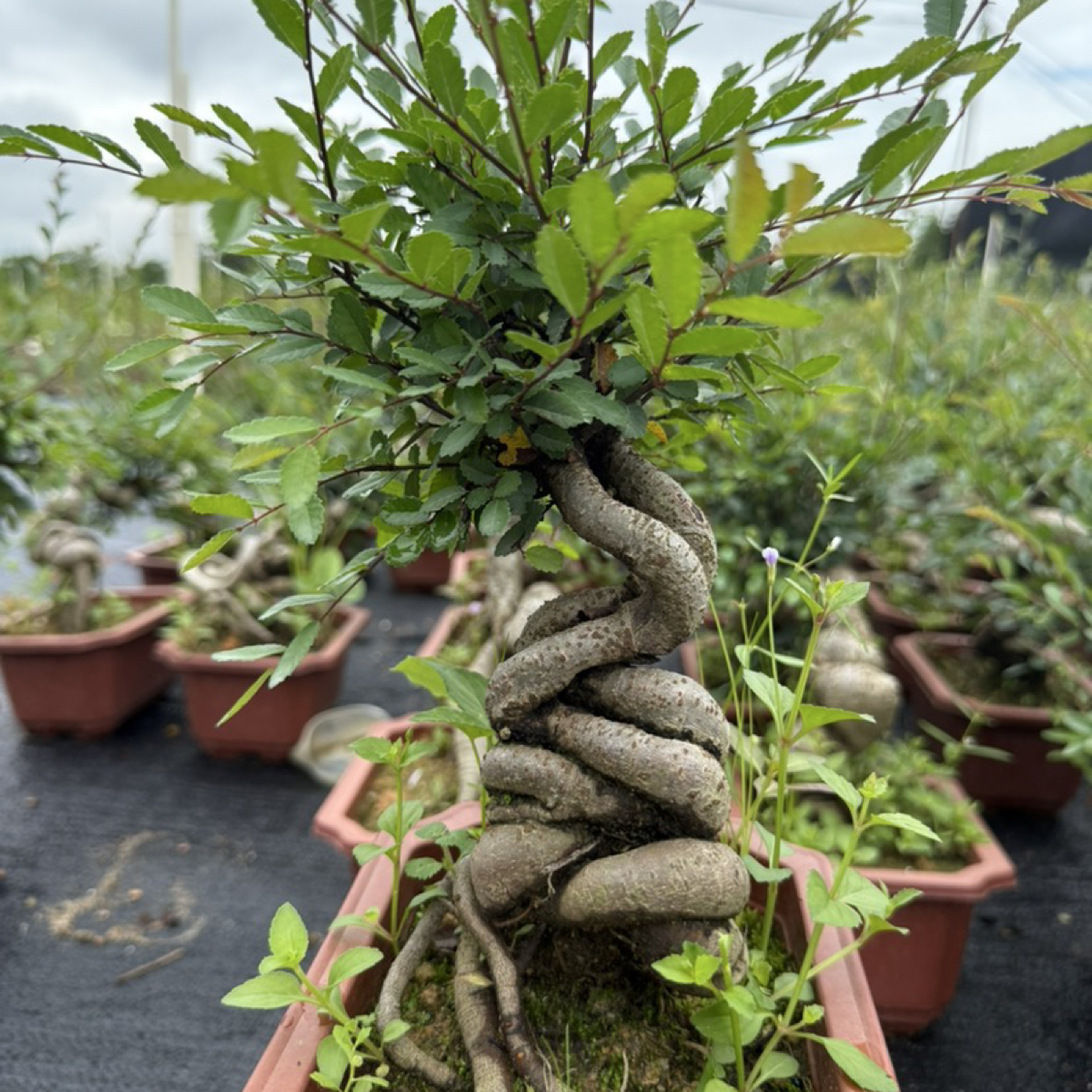 盆景室内外好养绿植盆栽