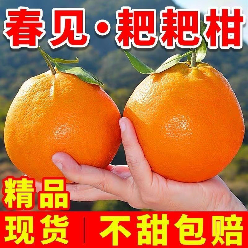 正宗四川春见耙耙柑