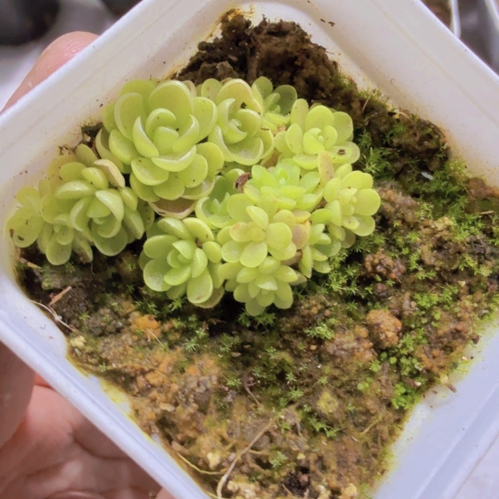 爱丽丝群生王炸一颗