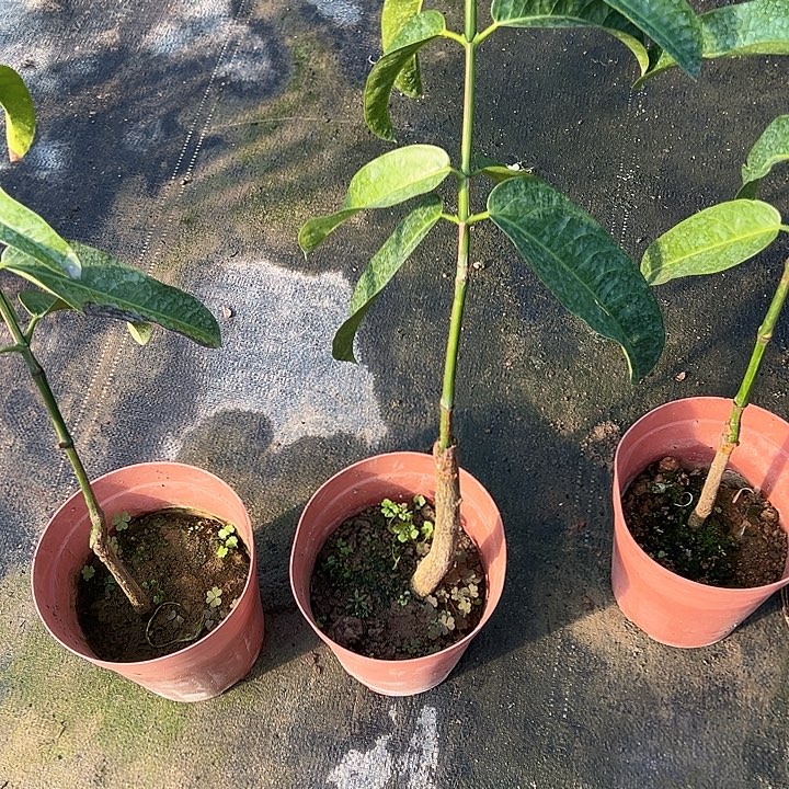 用***5金钻凤梨36637846964895