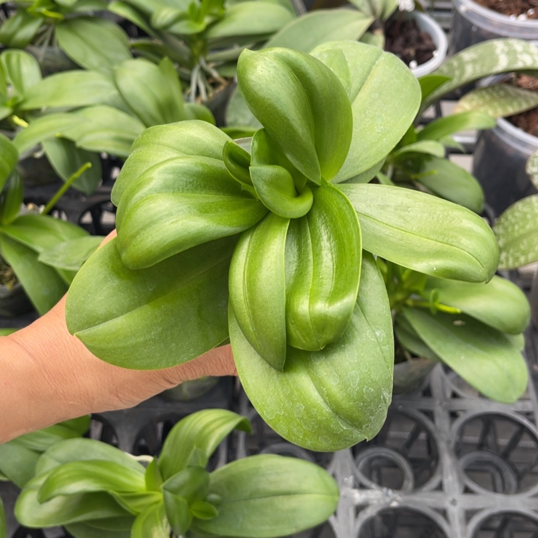 当前无花栽培后可以开花3寸苗美杜莎多头壮苗