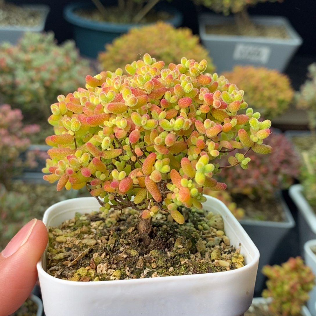 1309蜜橘糖球 。       