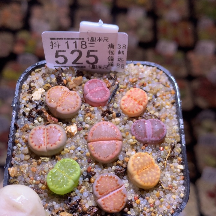 精品生石花118.525