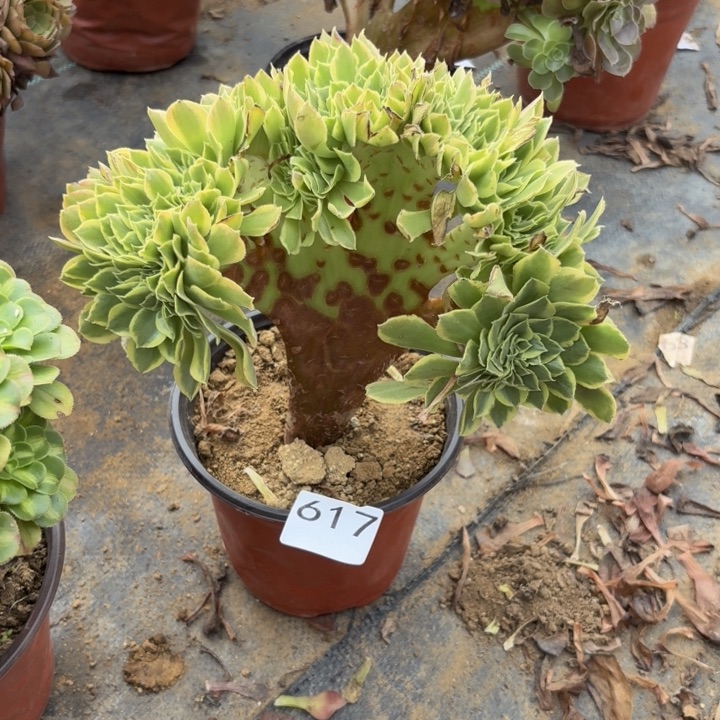 青檬缀多肉植物不包损617