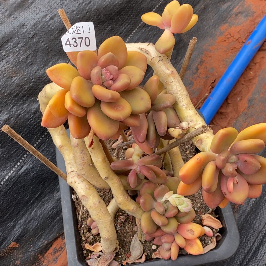 你****~杂交精品多肉4370