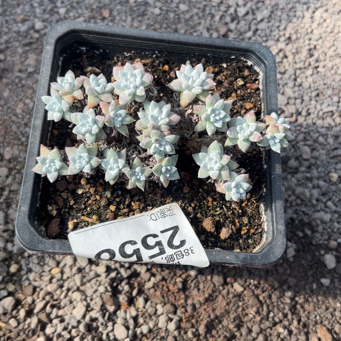 格诺玛白菊～一物一拍2558