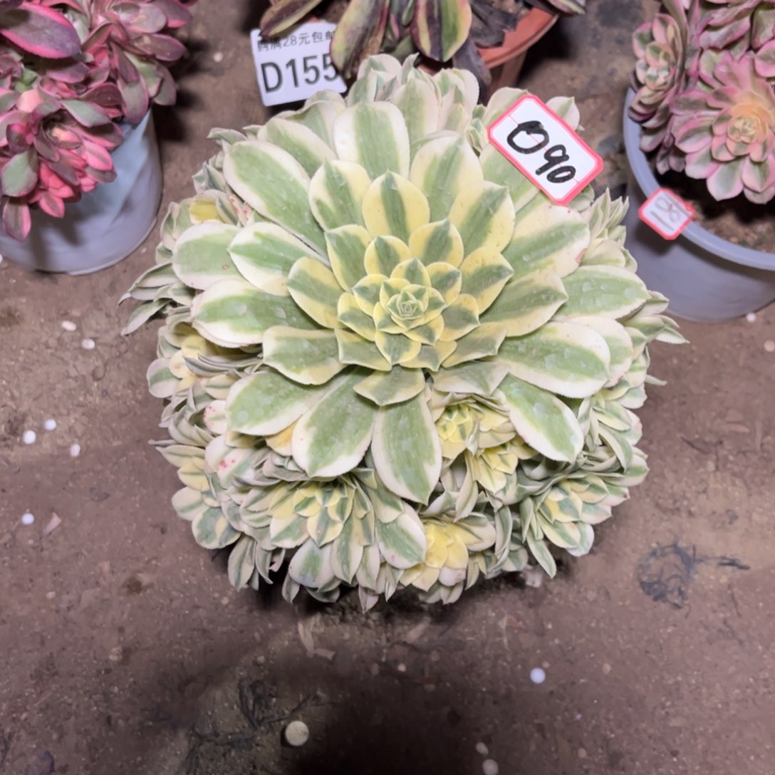 090多肉植物迈巴赫