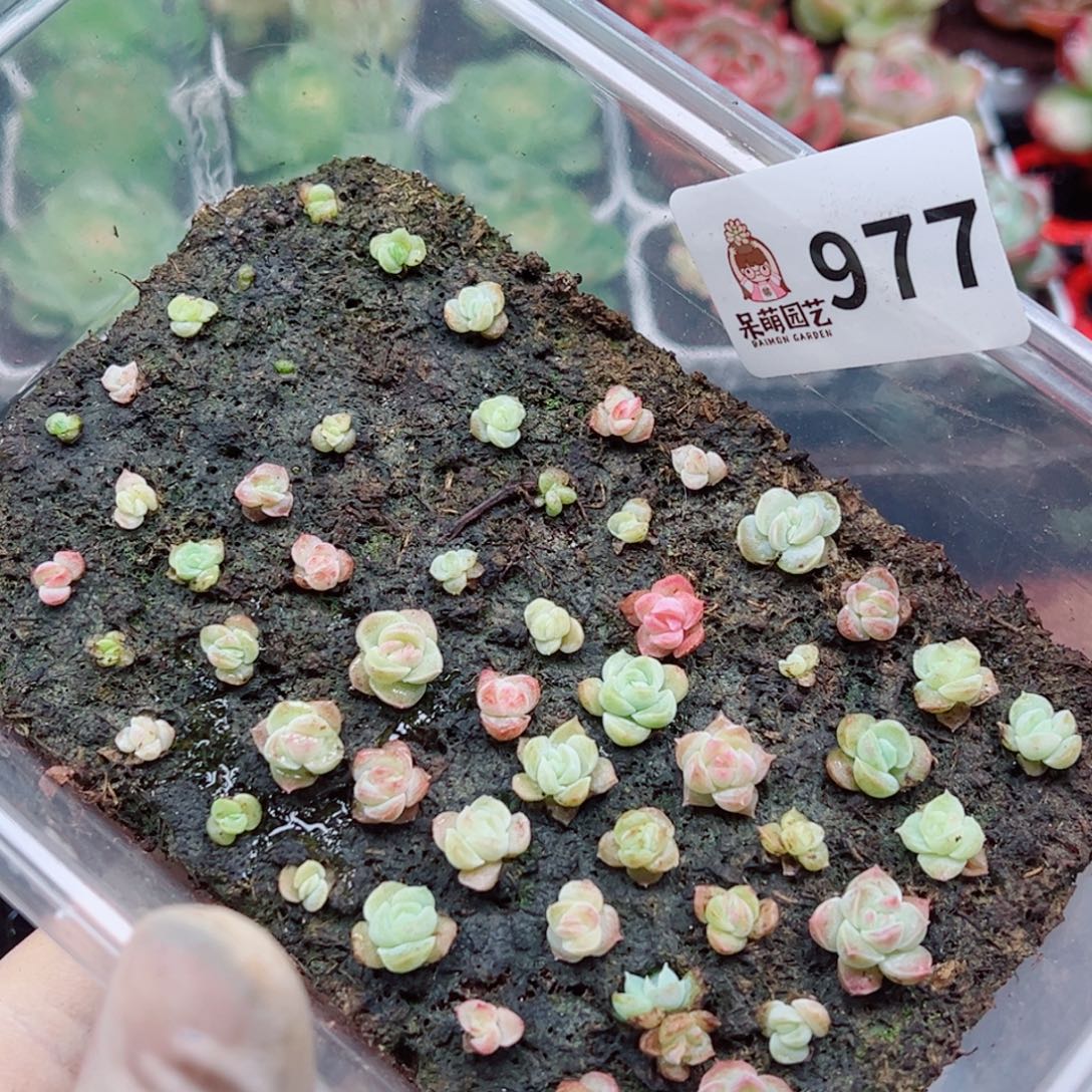 多肉植物多肉植物