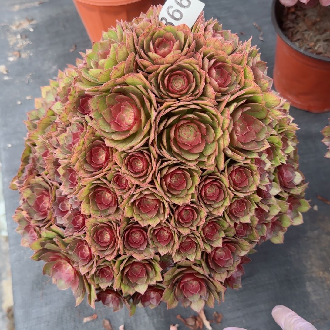 866多肉植物桃花石