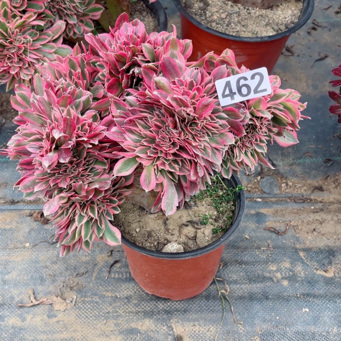 462粉女巫缀化多肉植物