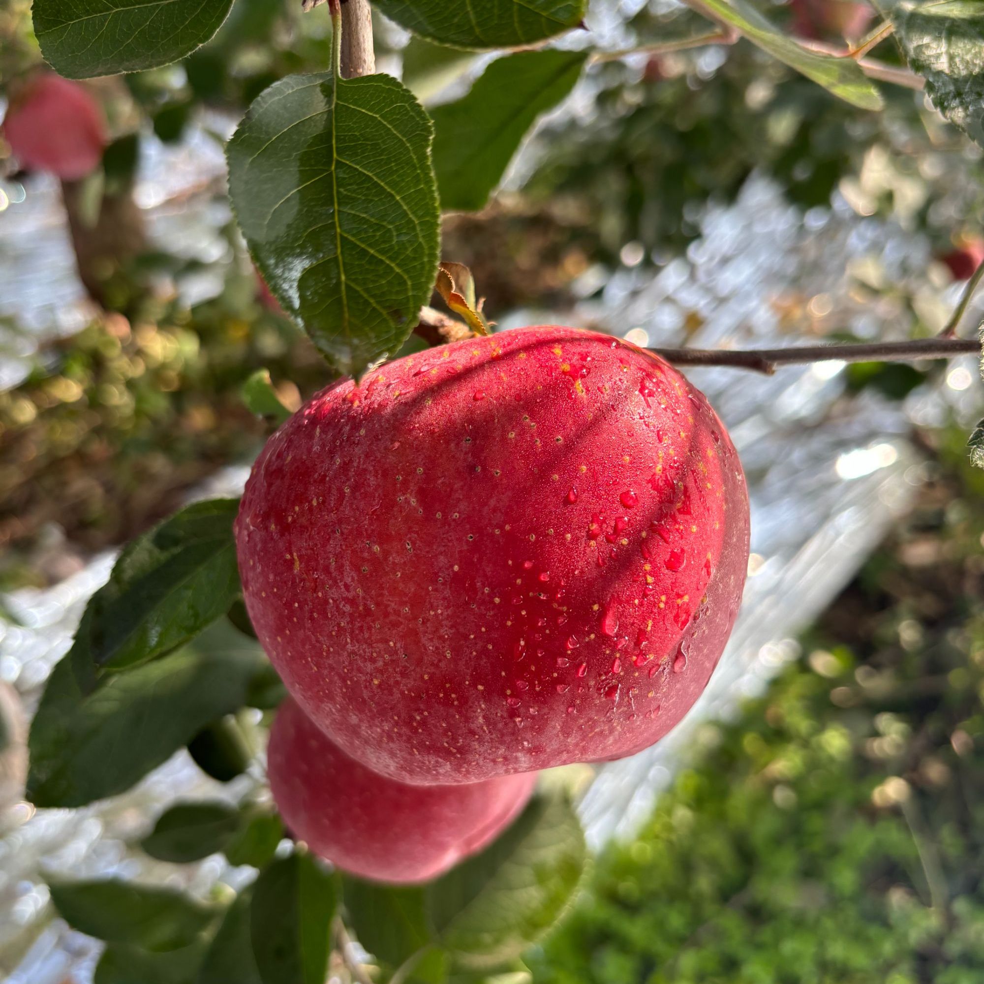 2025云南早熟华硕丑苹果产地直发 现摘现发