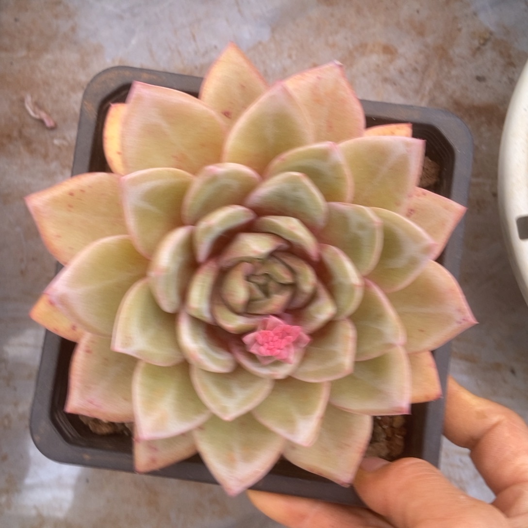 半*紗德国香槟多肉多肉