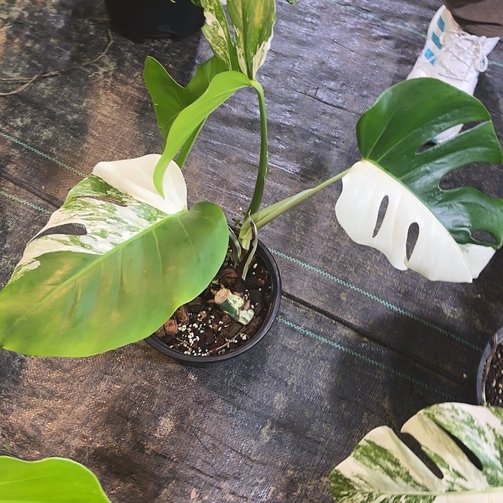 1***5完全开放白龟龟背竹