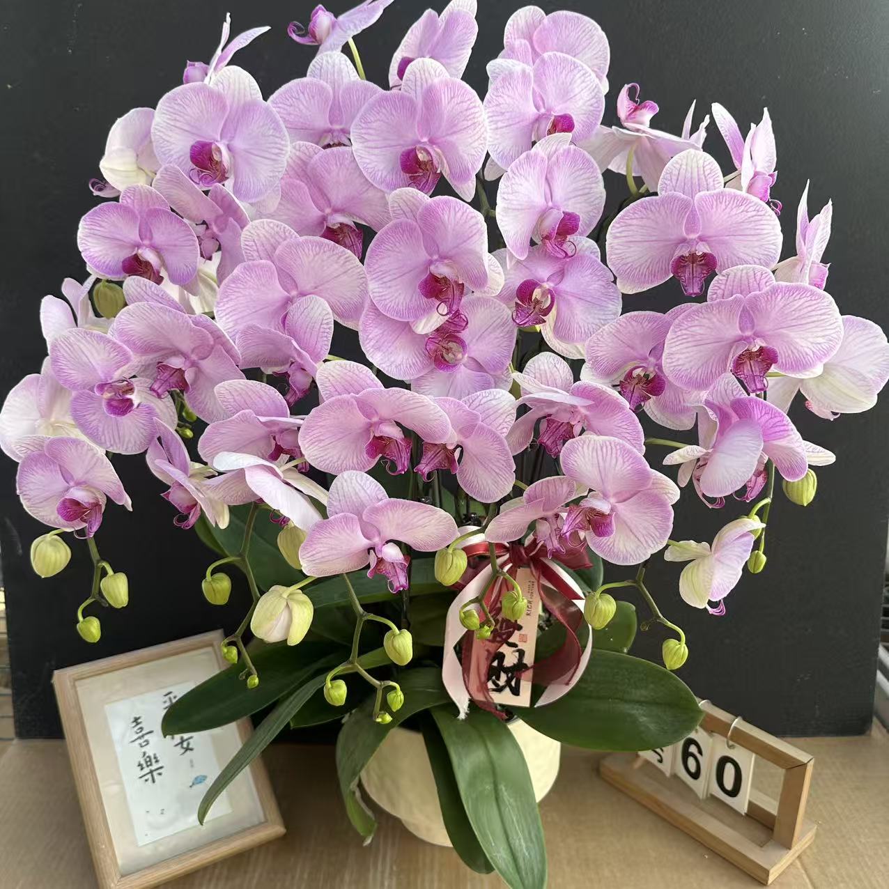 简香（水蜜桃）欧品大花蝴蝶兰花卉鲜花高级盆栽观花花卉