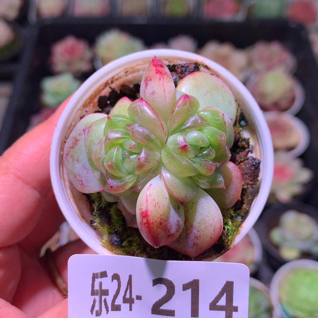 乐然24-214 珍妮双心 