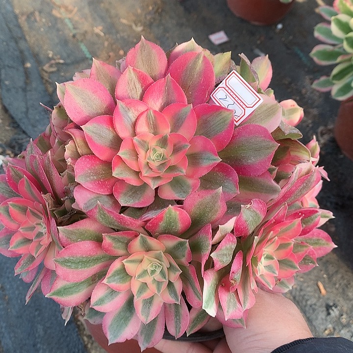 232粉女巫多肉植物